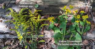 Attēlu rezultāti vaicājumam “Solidago virgaurea bud”