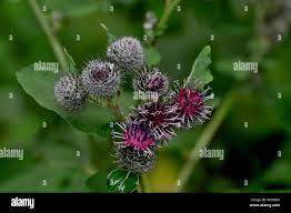 Attēlu rezultāti vaicājumam “Arctium tomentosum flower”