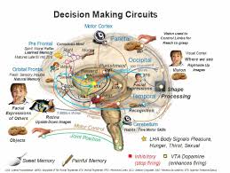 Image result for map of the brain