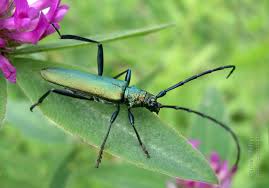 Attēlu rezultāti vaicājumam “Aromia moschata”