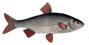 Image result for Rutilus rutilus