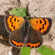 Attēlu rezultāti vaicājumam “Lycaena phlaeas underside”
