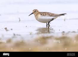 Image result for Calidris bairdii