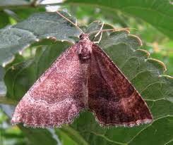 Attēlu rezultāti vaicājumam “Larentia clavaria”