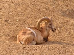 Attēlu rezultāti vaicājumam “Ovis aries”