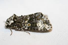 Attēlu rezultāti vaicājumam “Craniophora ligustri imago”