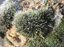 Attēlu rezultāti vaicājumam “Grimmia pulvinata”