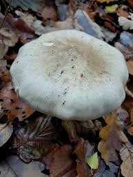 Attēlu rezultāti vaicājumam “Phleogena faginea sessile”