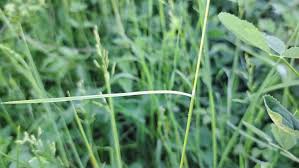 Attēlu rezultāti vaicājumam “Poa humilis”