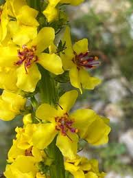 Attēlu rezultāti vaicājumam “Verbascum nigrum flower”