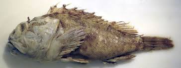 Image result for Scorpaena porcus