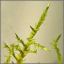 Attēlu rezultāti vaicājumam “Calliergonella cuspidata”