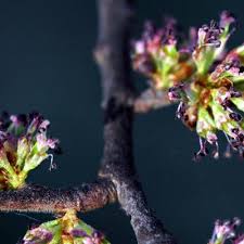 Attēlu rezultāti vaicājumam “Ulmus glabra flower”