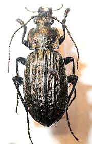 Attēlu rezultāti vaicājumam “Carabus granulatus”