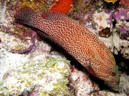 Image result for Cephalopholis cruentata