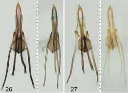 Attēlu rezultāti vaicājumam “Incurvariidae”