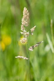 Attēlu rezultāti vaicājumam “Holcus lanatus”