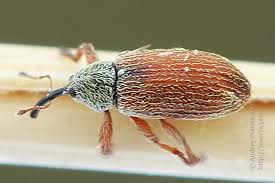 Attēlu rezultāti vaicājumam “Brachonyx pineti”