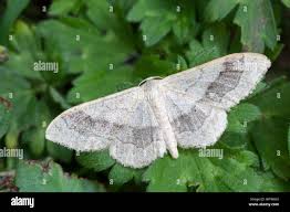 Attēlu rezultāti vaicājumam “Idaea aversata”