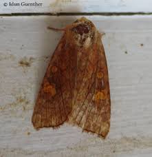 Attēlu rezultāti vaicājumam “Amphipoea”