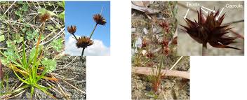 Attēlu rezultāti vaicājumam “Juncus capitatus”