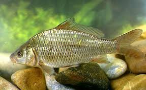 Image result for Cyprinus chilia