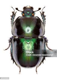 Attēlu rezultāti vaicājumam “Trypocopris vernalis”