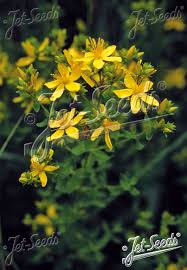 Image result for Hypericum perforatum