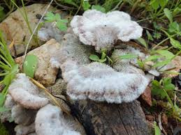 Attēlu rezultāti vaicājumam “Schizophyllum commune”