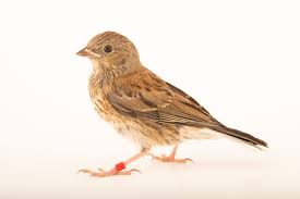 Image result for Junco hyemalis