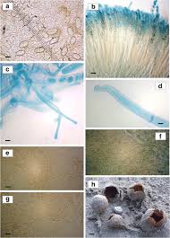 Attēlu rezultāti vaicājumam “Peziza ammophila”