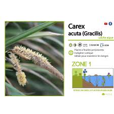 Attēlu rezultāti vaicājumam “Carex acuta leaf”