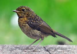 Attēlu rezultāti vaicājumam “Erithacus rubecula juvenile”