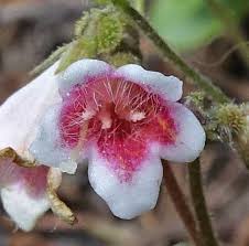 Attēlu rezultāti vaicājumam “Linnaea borealis flower”