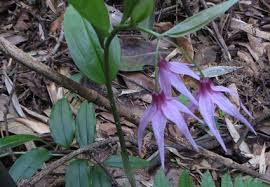 Attēlu rezultāti vaicājumam “Colchicaceae”