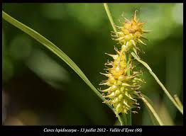 Attēlu rezultāti vaicājumam “Carex lepidocarpa fruit”