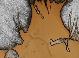 Attēlu rezultāti vaicājumam “Saduria entomon”