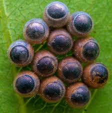Attēlu rezultāti vaicājumam “Pentatomidae eggs”