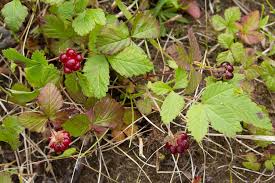 Attēlu rezultāti vaicājumam “Rubus arcticus”