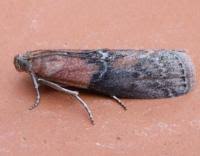 Attēlu rezultāti vaicājumam “Sciota adelphella”