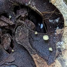 Attēlu rezultāti vaicājumam “Hymenoscyphus fructigenus”