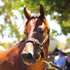 Image result for Bletchingly Badminton Club