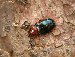 Attēlu rezultāti vaicājumam “Triplax aenea”