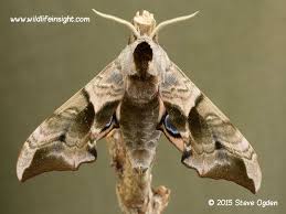 Attēlu rezultāti vaicājumam “Smerinthus ocellata”