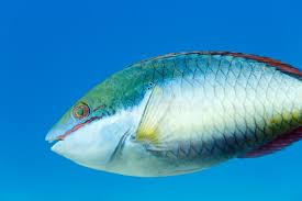 Image result for Sparisoma aurofrenatum