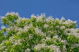 Attēlu rezultāti vaicājumam “Catalpa ovata”