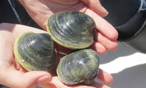 Image result for Clams