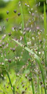 Attēlu rezultāti vaicājumam “Briza media flower”