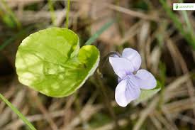 Attēlu rezultāti vaicājumam “Viola epipsila flower”
