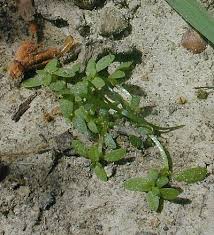 Attēlu rezultāti vaicājumam “Callitrichaceae”